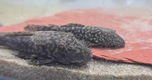 Ancistrus clementinae