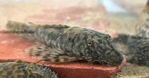 Ancistrus clementinae = head view