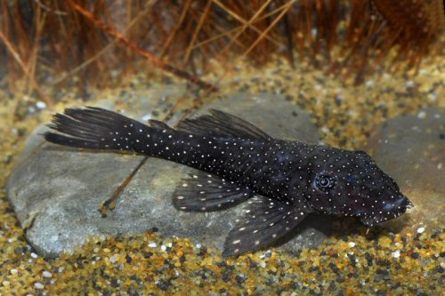 Ancistrus hoplogenys