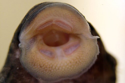 Ancistrus luzia = mouth view
