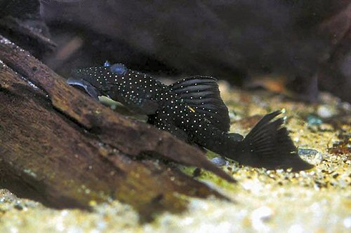 Ancistrus sp. (L370)