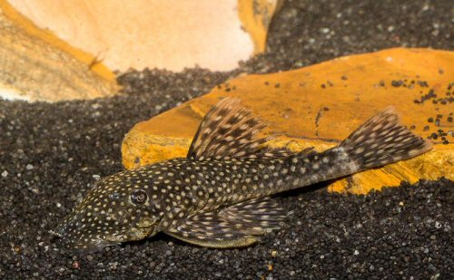 Ancistrus sp. (L480)