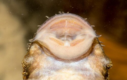 Ancistrus sp. (L480) = mouth view