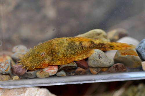 Ancistrus sp. (L507)