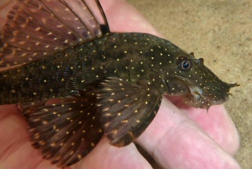 Ancistrus sp. (L513) = head view