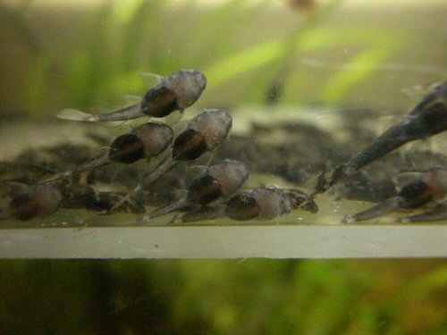 Ancistrus sp. 'Paraguay' = young fry