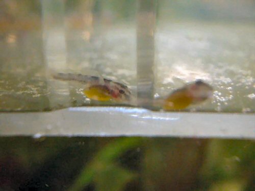 Ancistrus sp. 'Rio Paraguay'  fry - 2 days old  with yolk sac