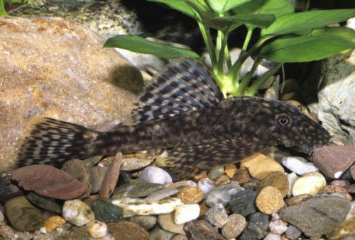 Ancistrus sp. "Rio Orgonabo"