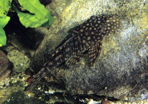 Ancistrus sp. "Tarapoa"