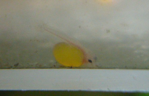 Ancistrus sp. 'Rio Tocantins'  = Newly hatched fry