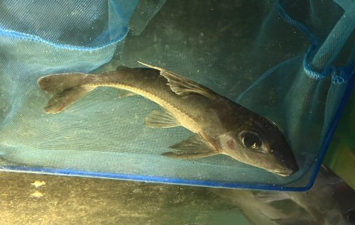 Anduzedoras oxyrhynchus