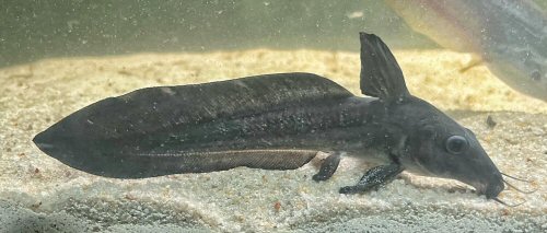 Anodontiglanis dahli 