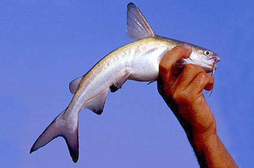 Carlarius latiscutatus