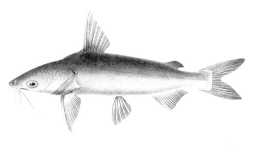 Jayaramichthys leptonotacanthus = line drawing