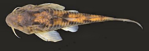 Aspidoras kiriri = Dorsal view- holotype, Brazil, Bahia, Serra da Jibóia, Varzedo, rio da Dona basin, riacho Cai-Camarão