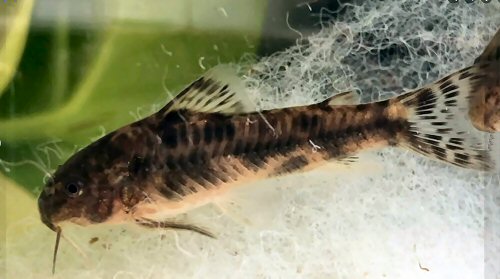 Aspidoras sp. (CW216)