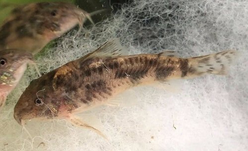 Aspidoras sp. (CW216)