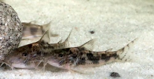 Aspidoras sp. (CW216) = male to front