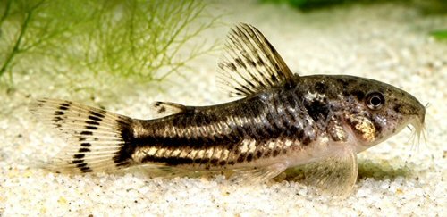 Aspidoras sp. (CW225) = male