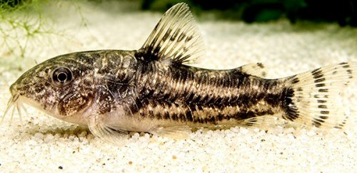 Aspidoras sp. (CW225) = female
