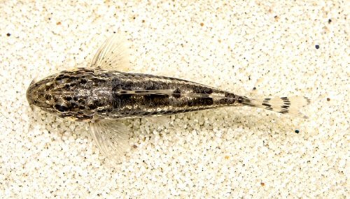 Aspidoras sp. (CW225) = dorsal view