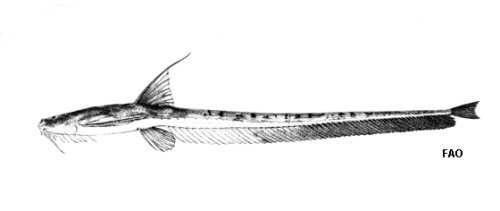 Aspredinichthys tibicen