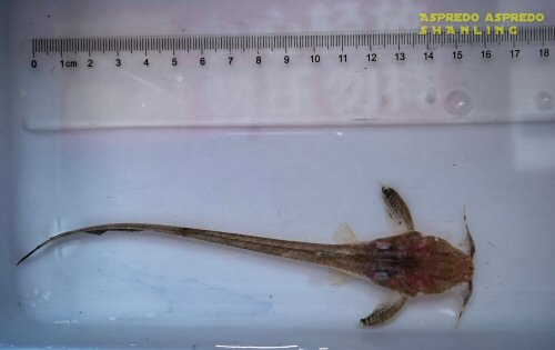 Aspredo aspredo  = dorsal view