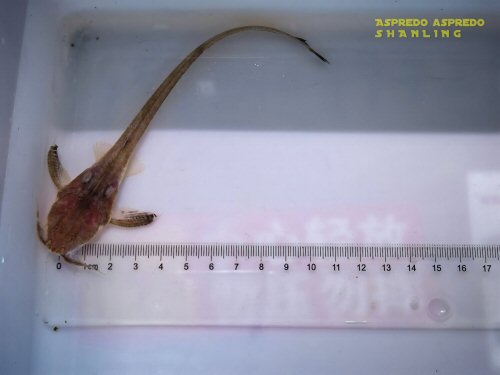 Aspredo aspredo = dorsal view