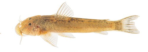 Astroblepus cacharas