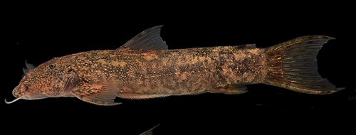 Astroblepus cyclopus = From Alambi River