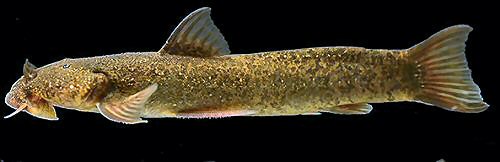 Astroblepus eigenmanni