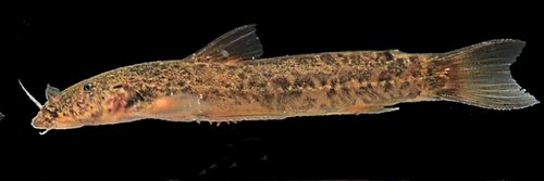 Astroblepus eigenmanni = juvenile