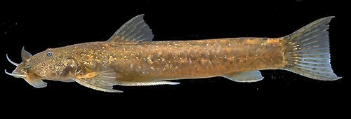 Astroblepus fissidens
