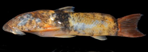 Astroblepus huallagaensis