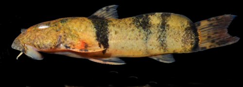 Astroblepus huallagaensis