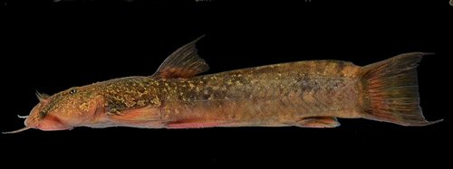 Astroblepus mindoensis = From Alambi River