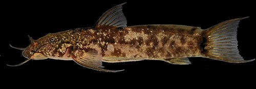Astroblepus mindoensis = From Mindo River