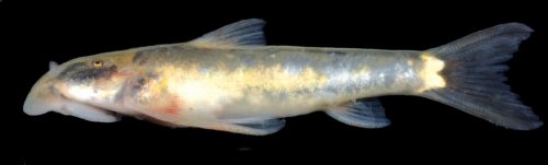 Astroblepus quispei