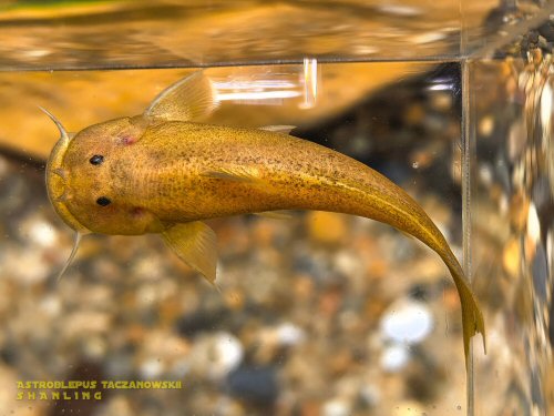 Astroblepus taczanowskii = dorsal view