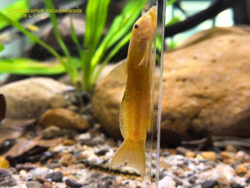 Astroblepus taczanowskii