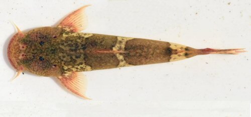 Astroblepus trifasciatus