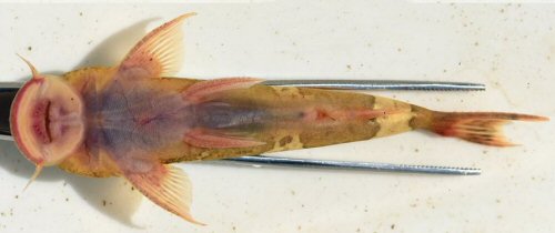 Astroblepus trifasciatus