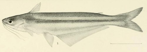 Auchenipterus demerarae