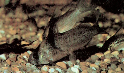 Brachyrhamdia imitator