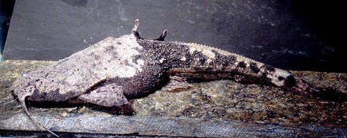Pseudobunocephalus quadriradiatus