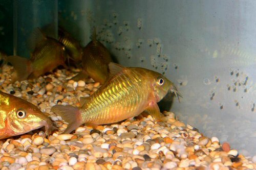 Brochis splendens = adults with eggs