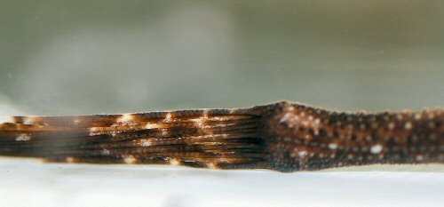 Bunocephalus verrucosus = caudal view