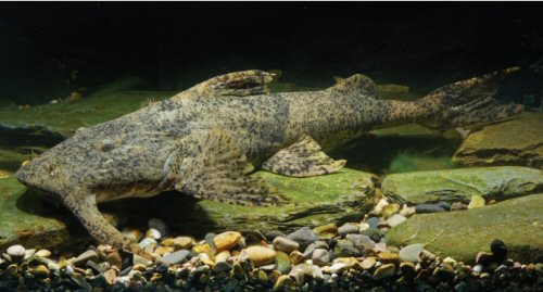 Bagarius protos = paratype