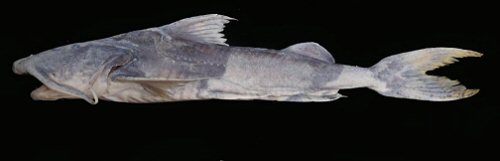 Bagarius protos = Holotype-lateral view