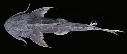 Bagarius protos = Holotype-dorsal view